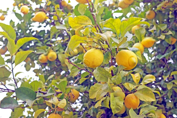 Ripe lemons on a tree — Stock Photo, Image