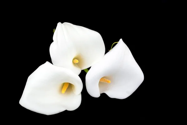 Calla lilies close-up — Stock Photo, Image
