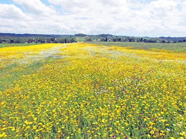 Luchtfoto van bloeiende veld in het voorjaar in Portugal — Stockfoto