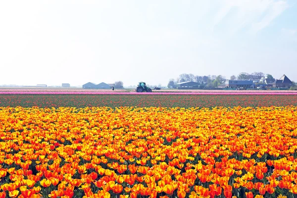 Tulipanes florecientes en el campo de los Países Bajos —  Fotos de Stock