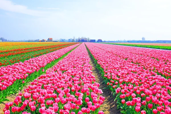 Krásné kvetoucí Tulipánová pole v přírodě z Ne — Stock fotografie