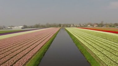 Bahar süre Hollanda'da Lale alanlarındaki hava