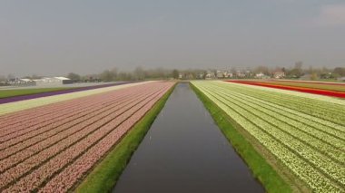 Bahar süre Hollanda'da Lale alanlarındaki hava