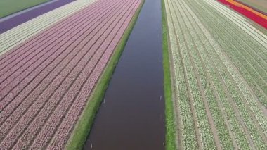 Bahar süre Hollanda'da Lale alanlarındaki hava