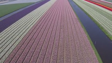 Bahar süre Hollanda'da Lale alanlarındaki hava