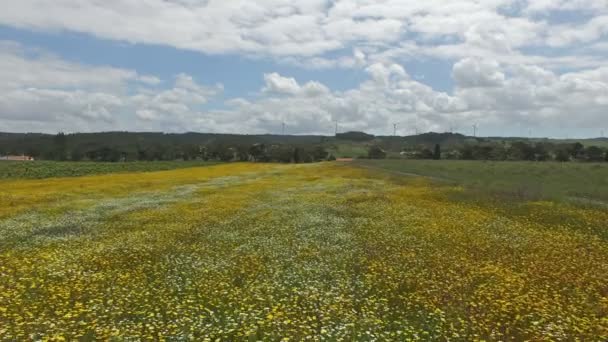 Aerial de flores florescentes na primavera em Portugal — Vídeo de Stock