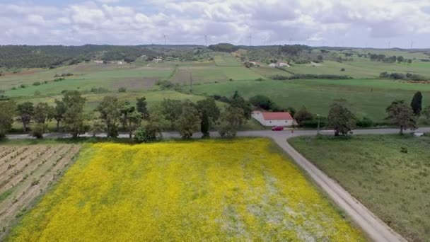 Aerial from blossoming flowers in spring time in Portugal — Stock Video