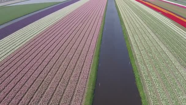 Aerial from tulip fields in the Netherlands in spring time — Stock Video