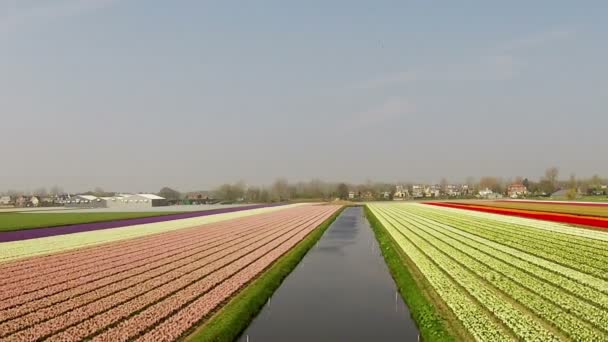 Aeronaves de campos de tulipas nos Países Baixos na primavera — Vídeo de Stock