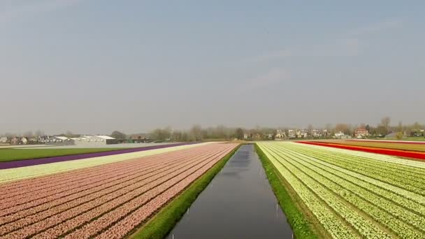 Aerial from tulip fields in the Netherlands in spring time — Stock Video