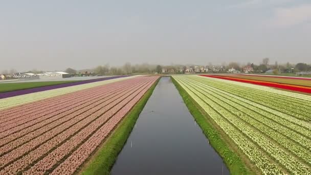 Antenne von Tulpenfeldern in den Niederlanden im Frühling — Stockvideo