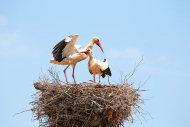 Yuvadaki beyaz leylekler