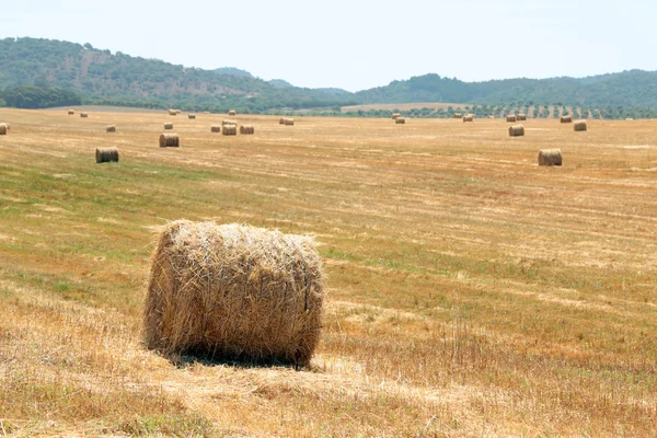 Hooibalen in platteland — Stockfoto