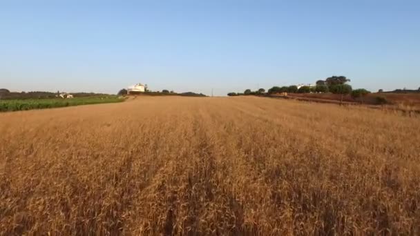 Luchtfoto van een tarweveld in Portugal — Stockvideo
