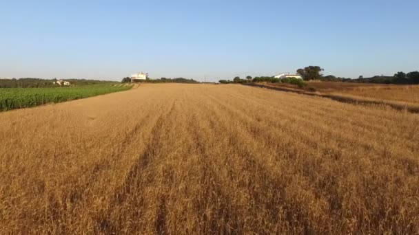 Vue aérienne d'un champ de blé au Portugal 