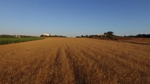Vue aérienne d'un champ de blé au Portugal 