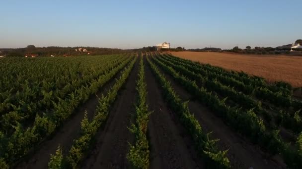 Luchtfoto van een wijn veld in Portugal — Stockvideo