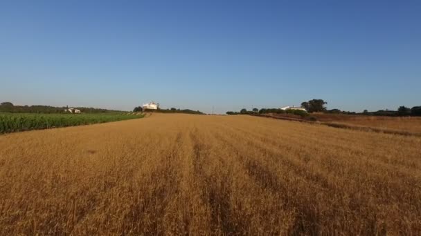 Vins et champs de blé au Portugal 