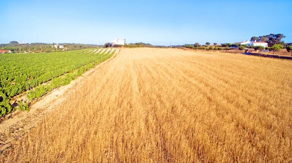 Antenne von einem Weizen- und Weinfeld in Portugal — Stockfoto