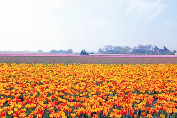 Campos de tulipas em uma paisagem holandesa nos Países Baixos — Fotografia de Stock