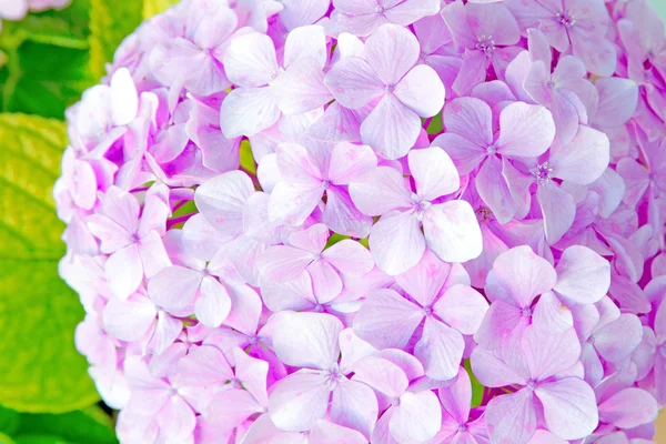 Fresh blossom hydrangea flowers — Stock Photo, Image