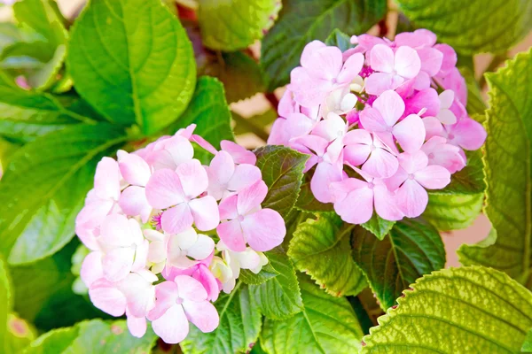 Blossoming hydrangea close up — Stock Photo, Image