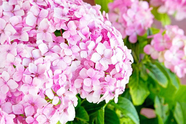 Fresh blossom hydrangea flowers — Stock Photo, Image