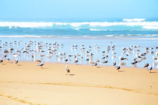 Gaivotas na praia perto do oceano atlântico — Fotografia de Stock