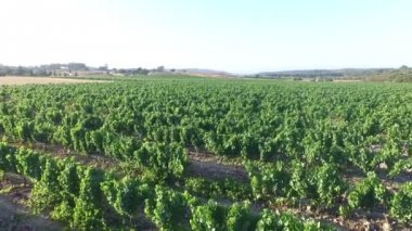 Portekiz şarap bir alandan hava