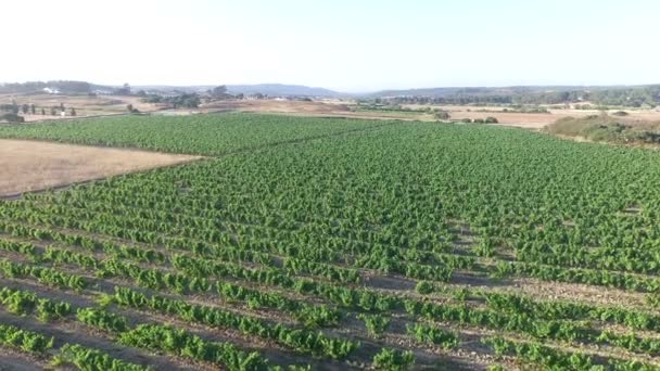 Luchtfoto van een wijn veld in Portugal — Stockvideo