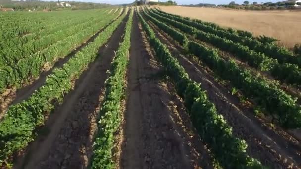 Aeronáutica de um campo de vinhos em Portugal — Vídeo de Stock