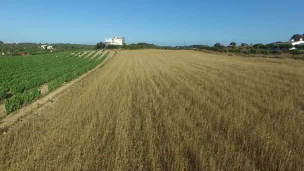 Vue aérienne d'un champ de blé et de vin au Portugal 