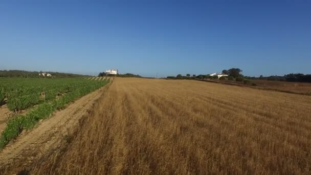 Vue aérienne d'un champ de blé et de vin au Portugal 