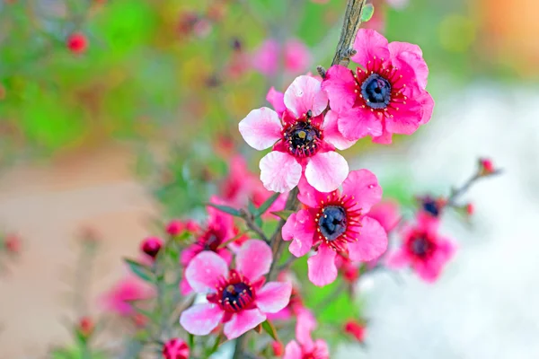 Fiori fioriti in primavera — Foto Stock