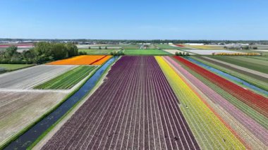 İlkbaharda Hollanda 'nın kırsal kesimindeki lale tarlalarındaki hava görüntüleri. Yüksek kalite 4k görüntü