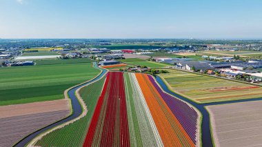 İlkbaharda Hollanda 'nın kırsalında çiçek açan lale tarlalarından elde edilen hava.