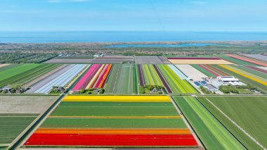 Bahar manzarası düz geometrik çizgileri olan renkli lale tarlalarını gösteriyor. Arka planda deniz görülebiliyor..