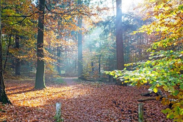 Podzim v lese z Nizozemska — Stock fotografie
