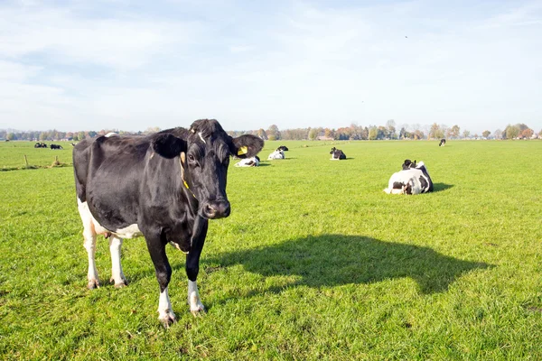 Cows in the countryside from the Netherlands — Stock Photo, Image