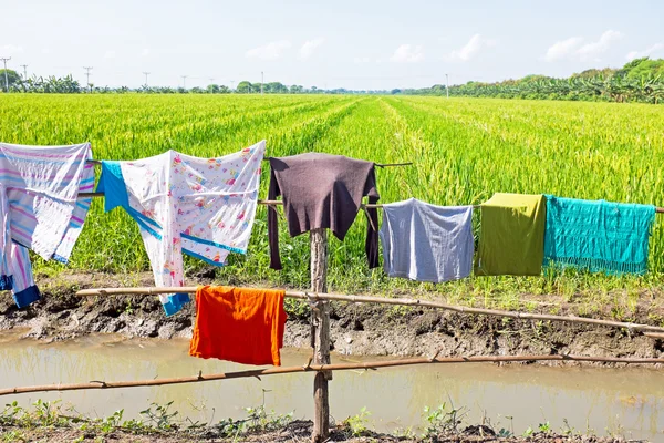 Laundry and rice fields in Myanmar — Stock Photo, Image