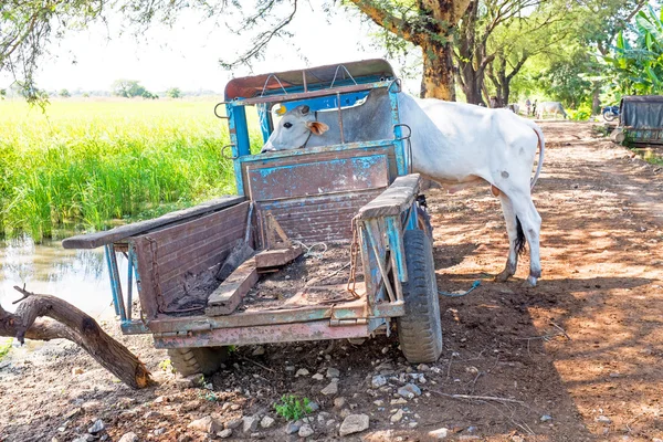 Vaca em um caminhão velho no campo de Mianmar — Fotografia de Stock