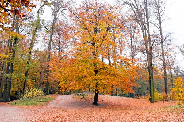 Autumn in the forests in the Netherlands — Stock Photo, Image