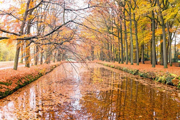 Autumn in the forests in the Netherlands — Stock Photo, Image