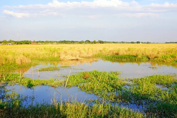 Rijstvelden in myanmar — Stockfoto