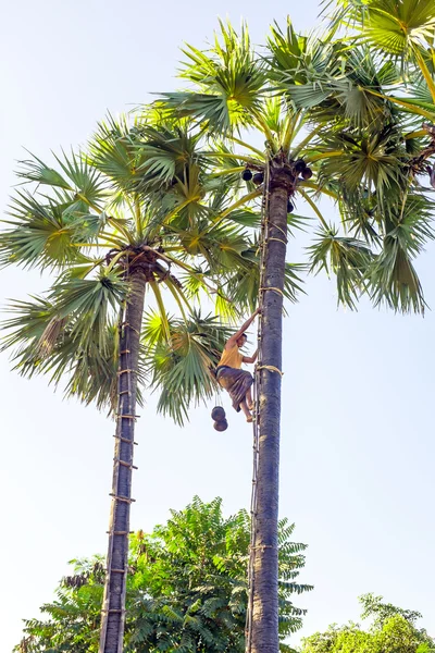 Zbiorów kokosy w Myanmar — Zdjęcie stockowe