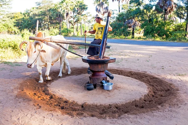 BAGAN, MYANMAR - November 19, 2015: Extracting oil from peanuts — Stock Photo, Image