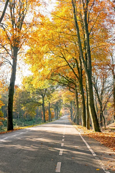 Strada di campagna in caduta nei Paesi Bassi — Foto Stock