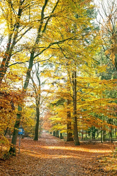 Hollanda ormanında sonbahar — Stok fotoğraf