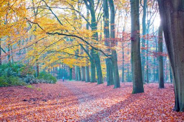 Hollanda ormanında sonbahar