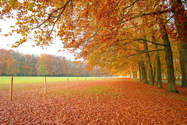 Herfst op het platteland vanuit Nederland — Stockfoto